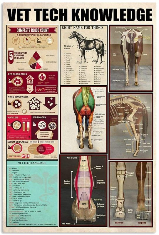 Basic Vet Tech Knowledge Veterinary Technician Vet Tech Horse Knowledge Canvas - LuvinGift