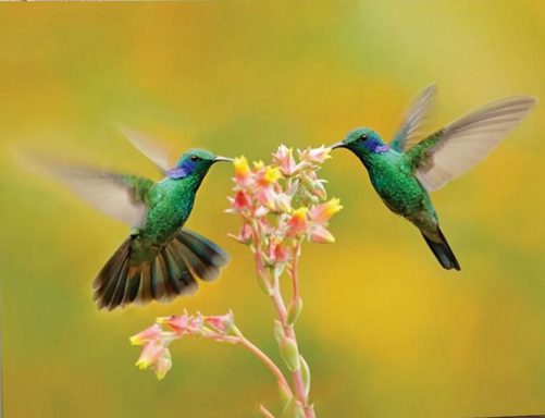 Hummingbird Couple Canvas Flower