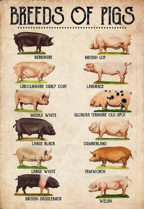 breeds of pigs poster