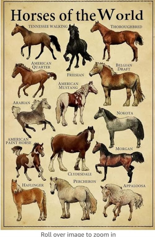 horse of the world canvas