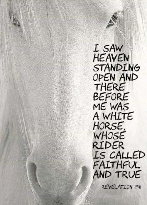 horse canvas and there before me was a white horse 1787322169610.jpg