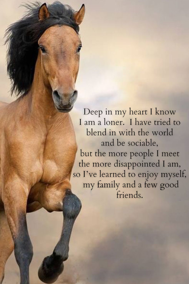 horse canvas i am a loner 1787064253354.jpg