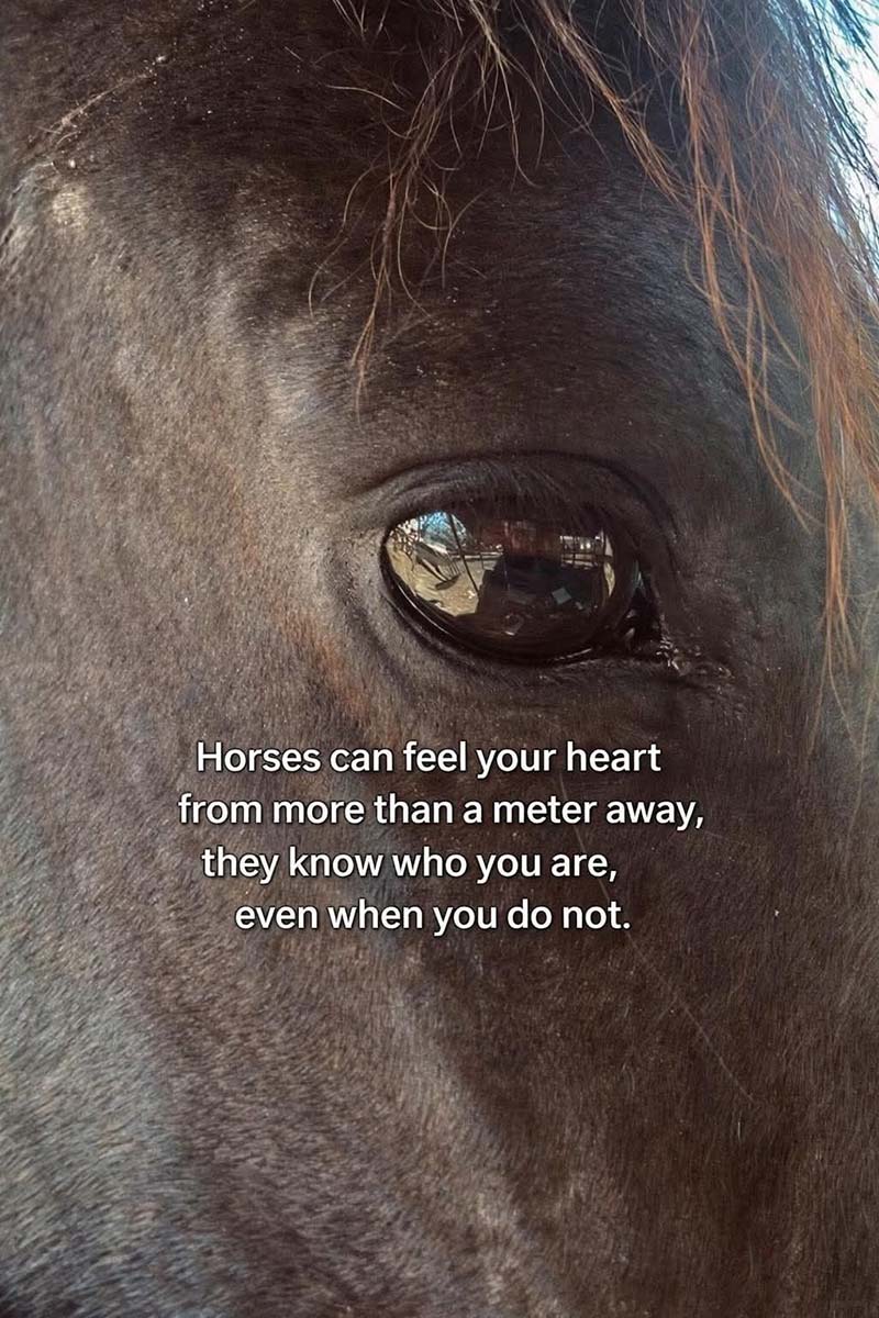 Horse Canvas Horses Can Feel Your Heart