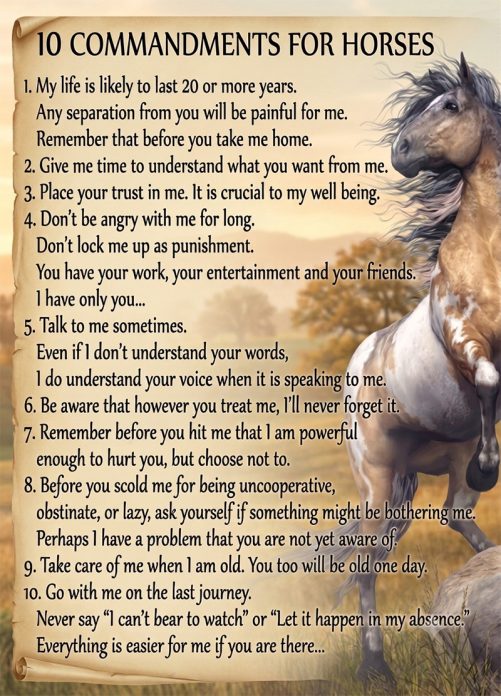 horse canvas wall art 10 commandments for horses 1788704315393.jpg