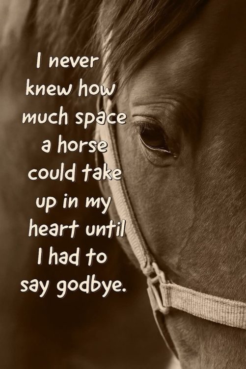 horse memorial canvas i never knew how much space a horse could take 1788356128922.jpg